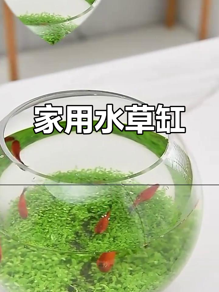 小型水草缸,适合家用养金鱼与水草