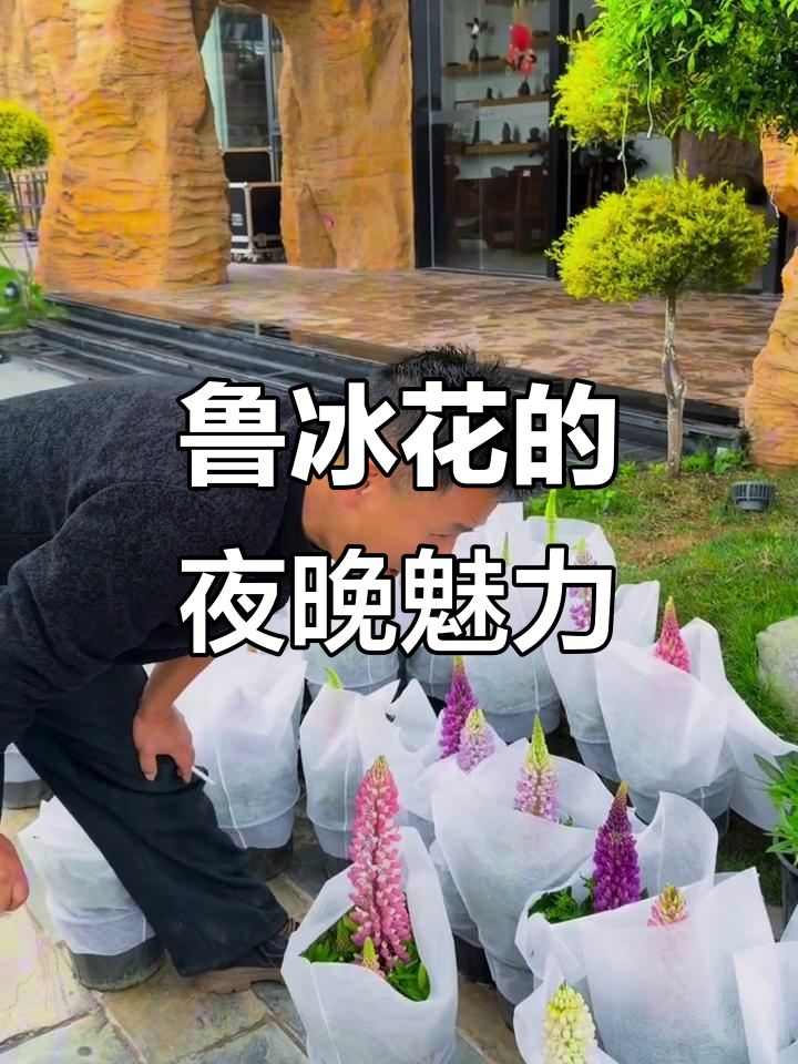 鲁冰花与鱼尾草的美丽邂逅,夜空下的红花等你来赏