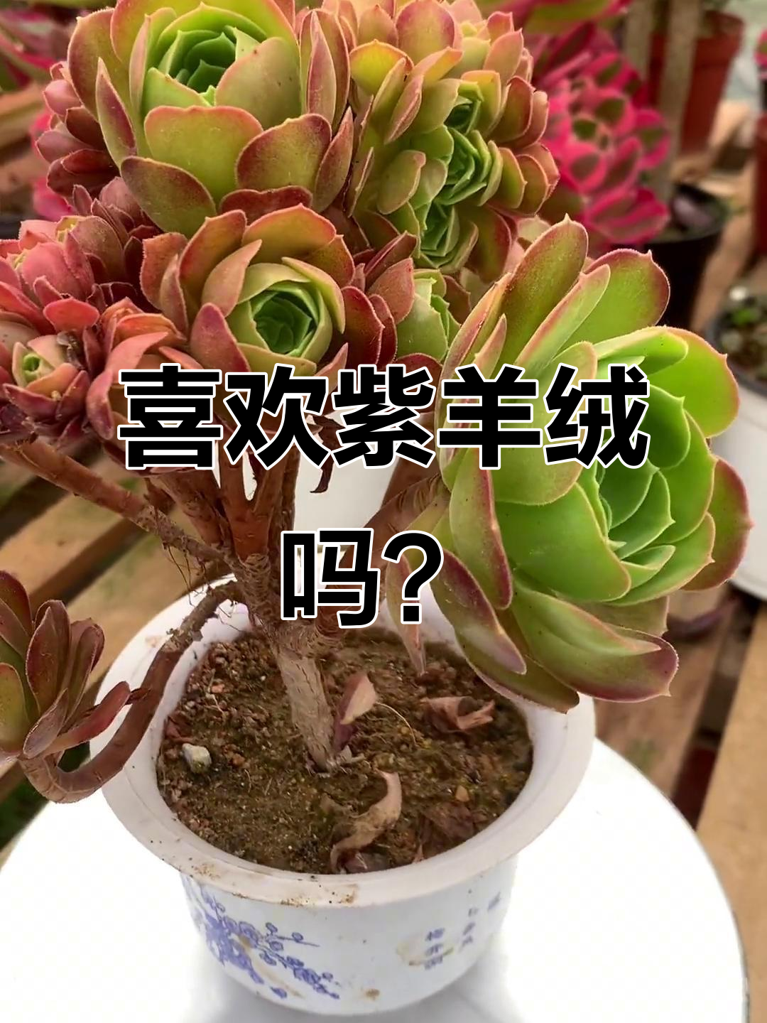 紫羊绒缀化,多肉爱好者的新宠!