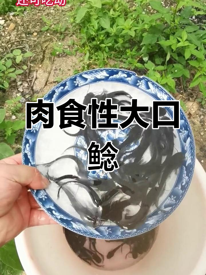 大口鲶鱼:高蛋白饲料助力快速生长