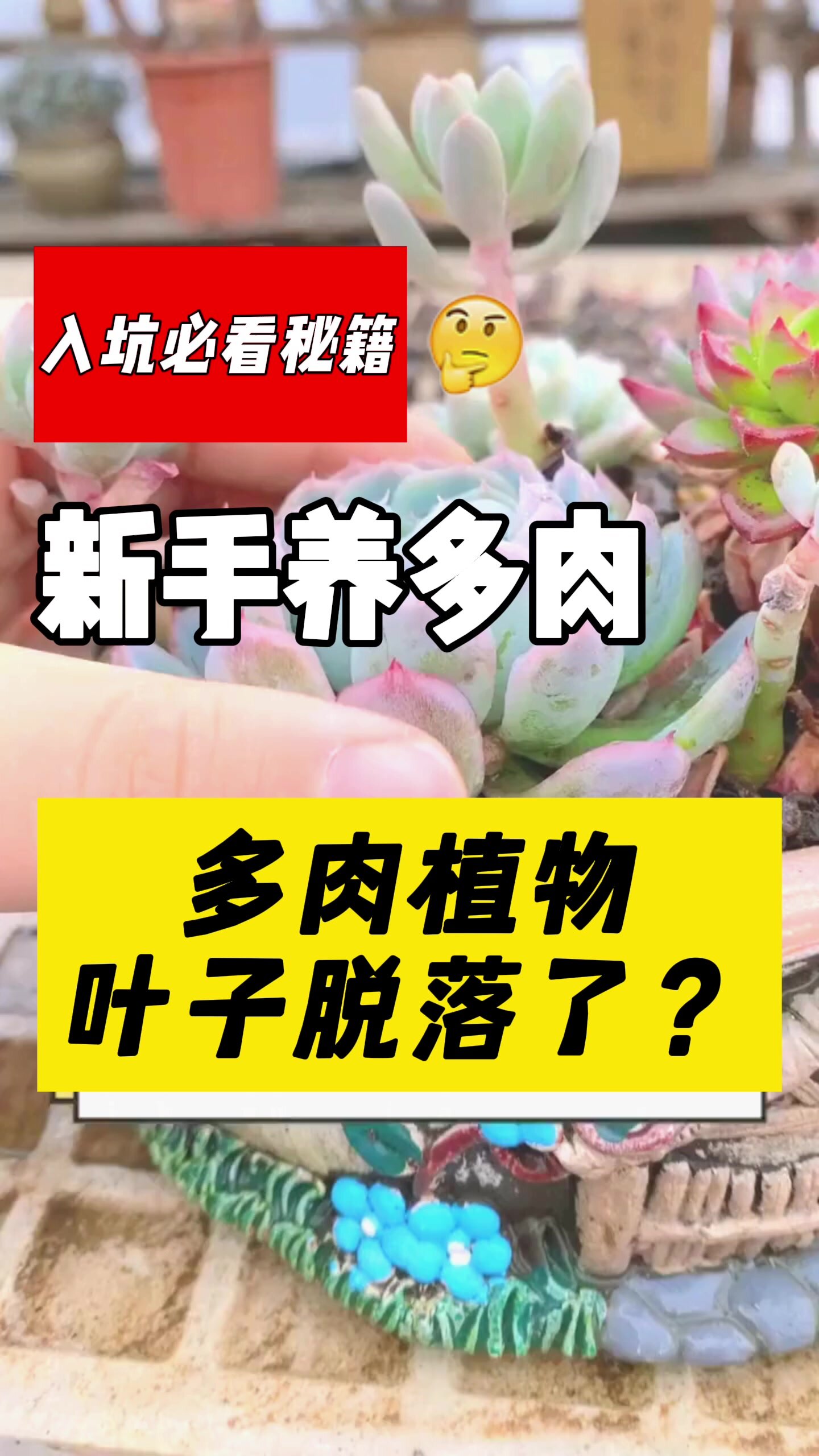 多肉植物叶子枯萎怎么拯救