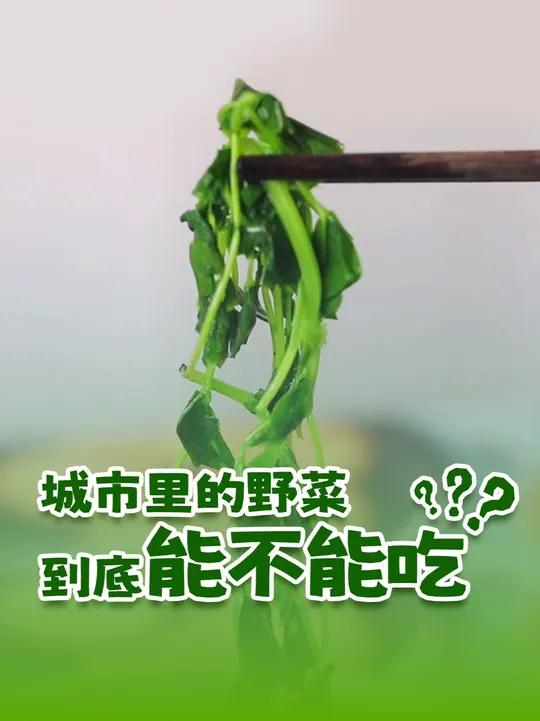 春季挖野菜,但城市里的野菜,真的都能吃吗?#挖野菜#野菜#什么野菜不能吃#植物科普#知识科