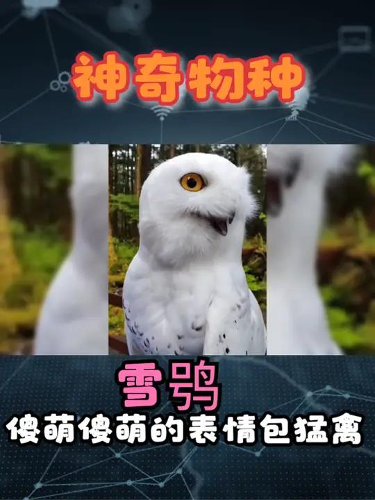 一个猛禽怎么能蠢萌成雪鸮这样呢?一秒钟一个表情包 雪鸮 雪鸮可爱视频 动物 动物的迷惑行为