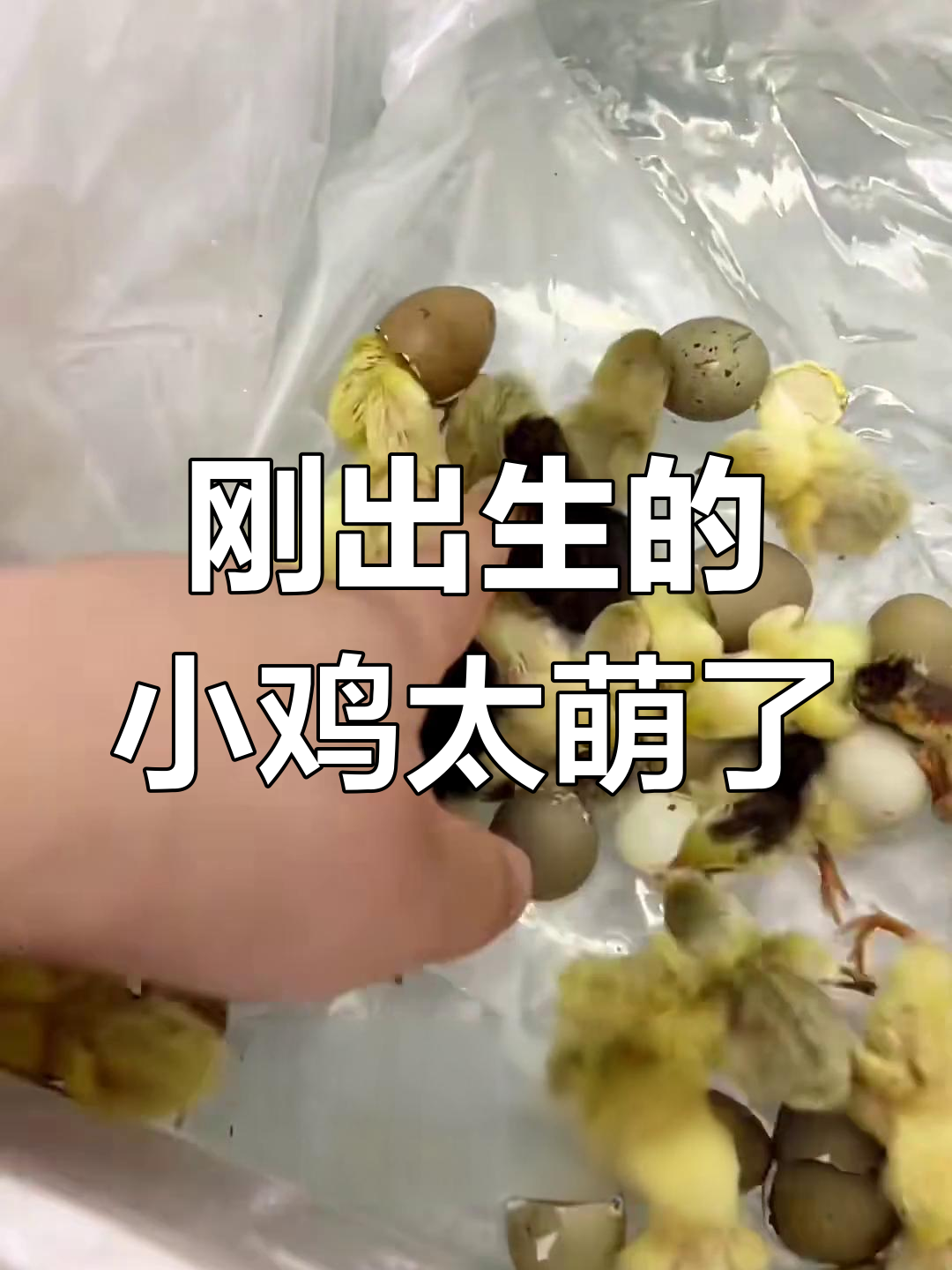 小鸡出壳后毛干了,竟然还戴了安全帽!