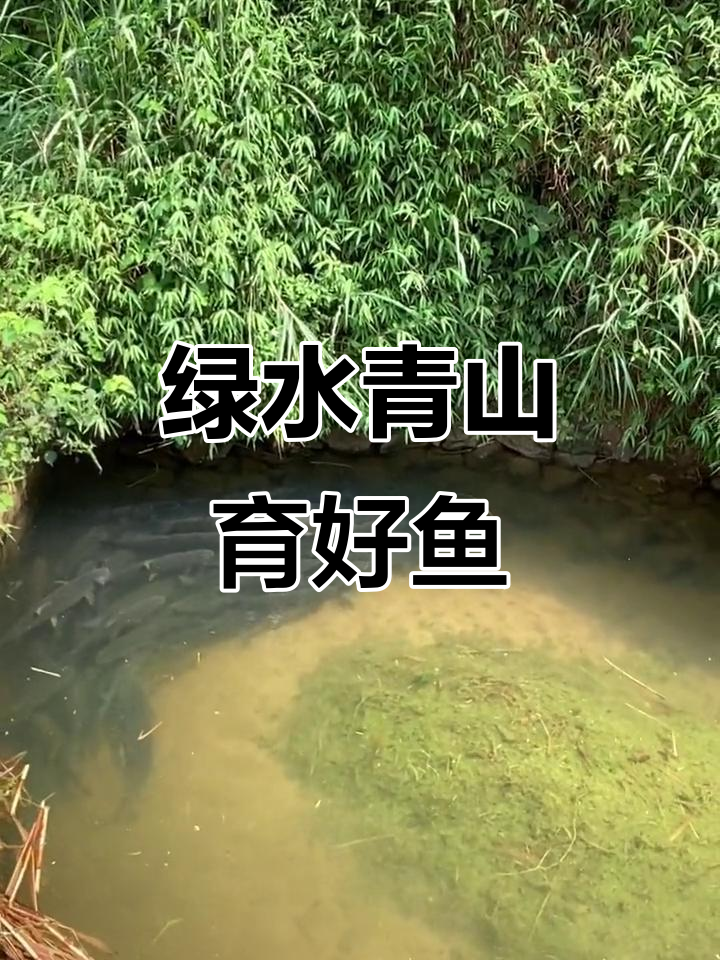 山水环境养鱼,绿色安全又无污染