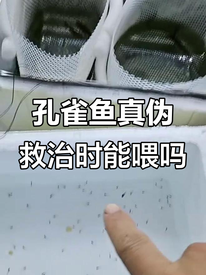 孔雀鱼针尾缩尾治疗期间如何喂食?