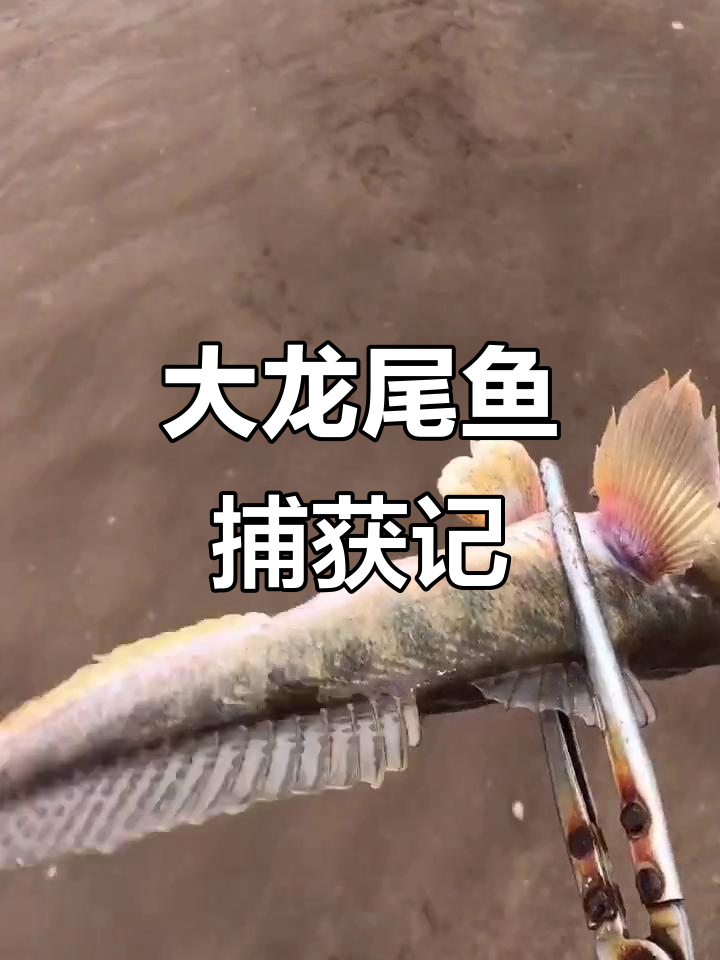 赶海抓到大龙尾鱼,肥美无比!