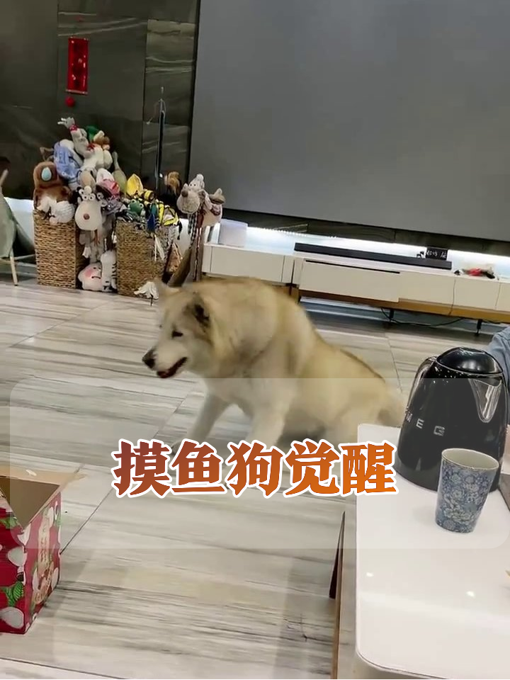 从躺平到炸毛!摸鱼狗闻到零食味秒变侦探