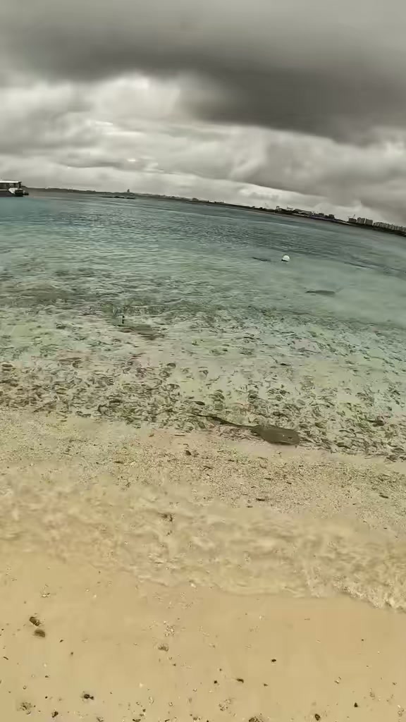 幼年黄貂鱼被一群黑鳍礁鲨，几秒钟就结束了