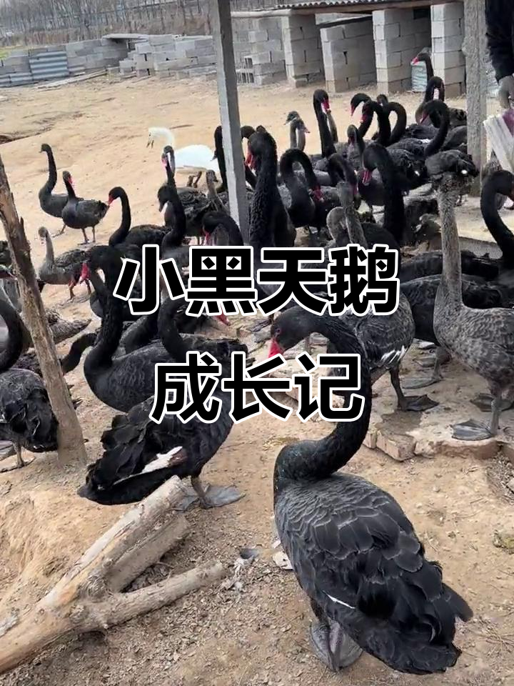 黑天鹅苗成长记,小青年黑天鹅的蜕变