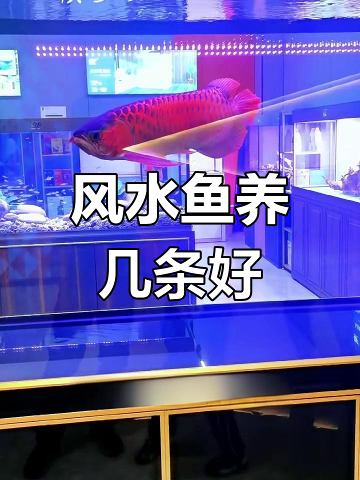 养几条风水鱼最旺财?揭秘财运与养鱼数量的关系