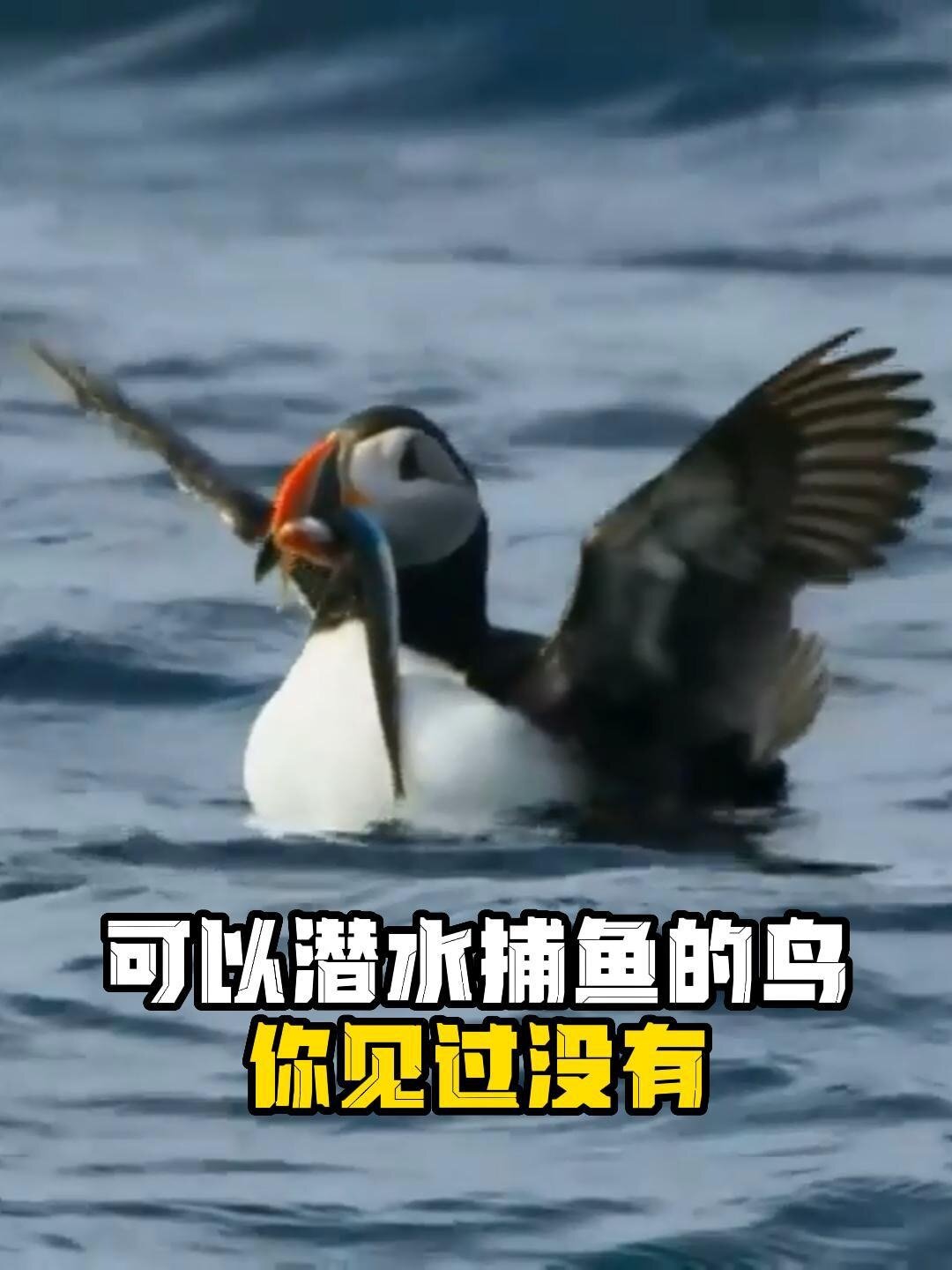 可以潜水捕鱼的鸟,你见过没有!