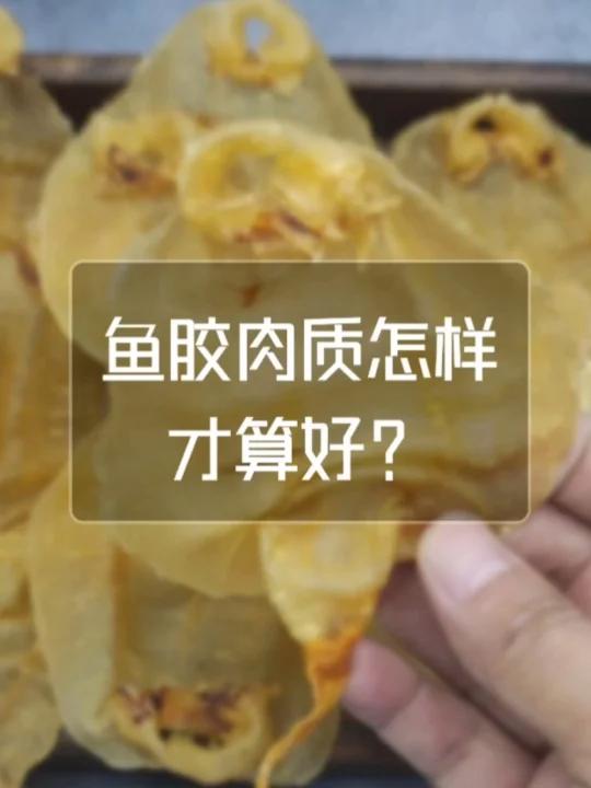 什么样的鱼胶肉质才算好,今天就给大家展示一款本港赤嘴的鱼胶肉质