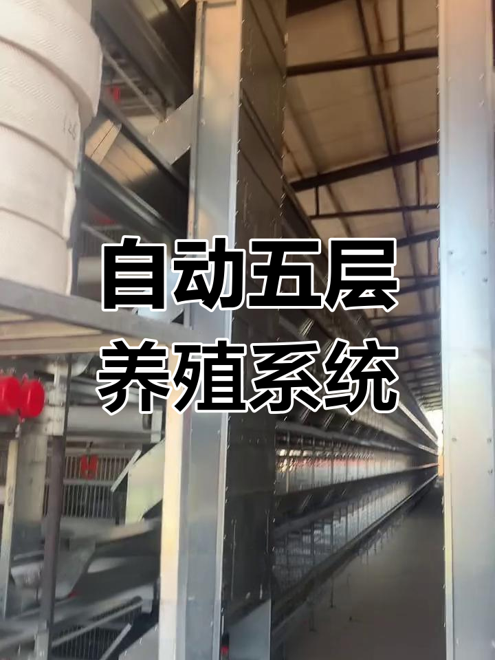 五层叠式养鸡设备,自动化程度高,投资五十多万