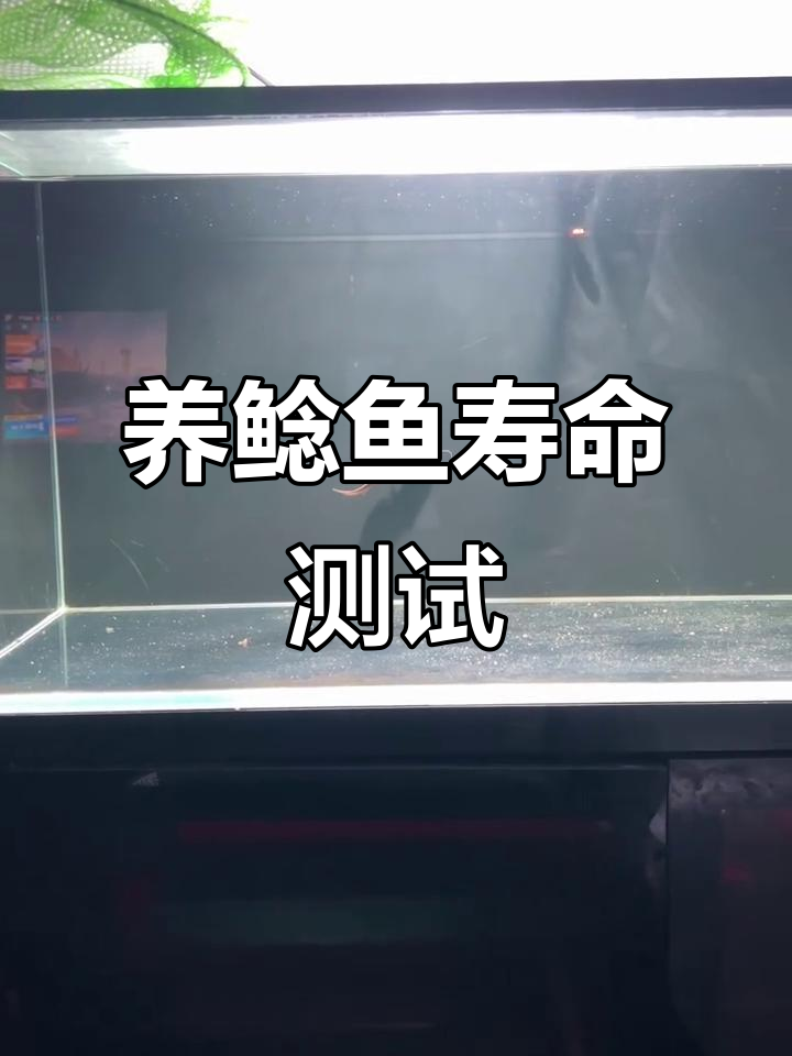 鲶鱼能活百年?养原生鱼的挑战与暴考时刻