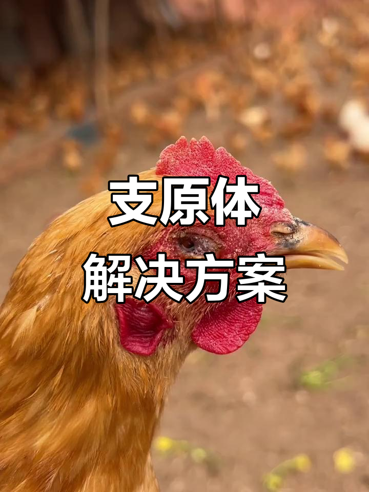 鸡眼泡沫，支原体轻松应对！