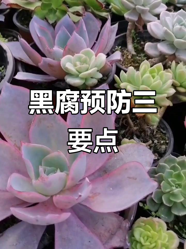 多肉黑腐三大原因,通风、浇水与土壤至关重要