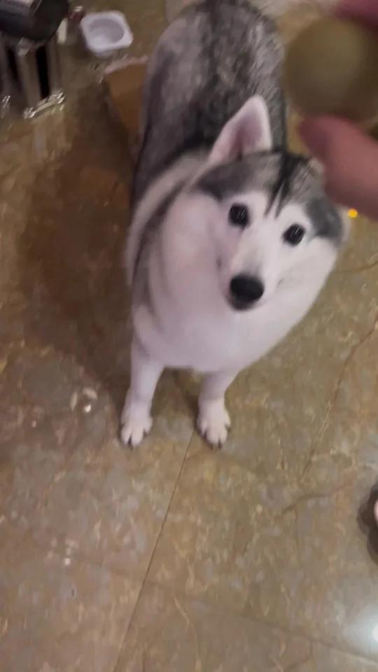 pdd狗狗磨牙零食分享
