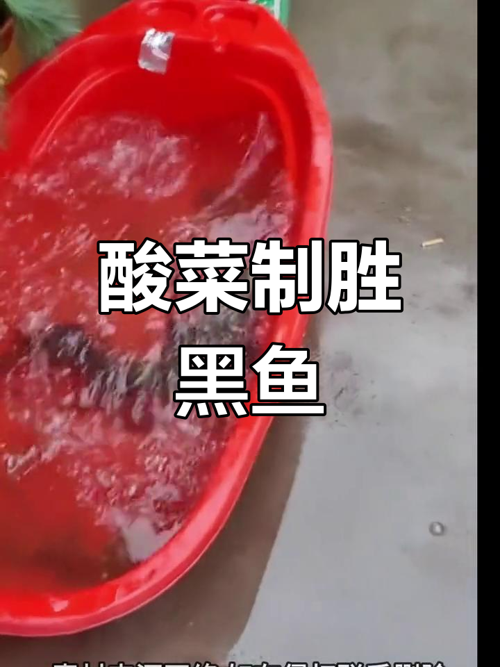 黑鱼的天敌竟是酸菜,鸟与鱼的奇妙关系