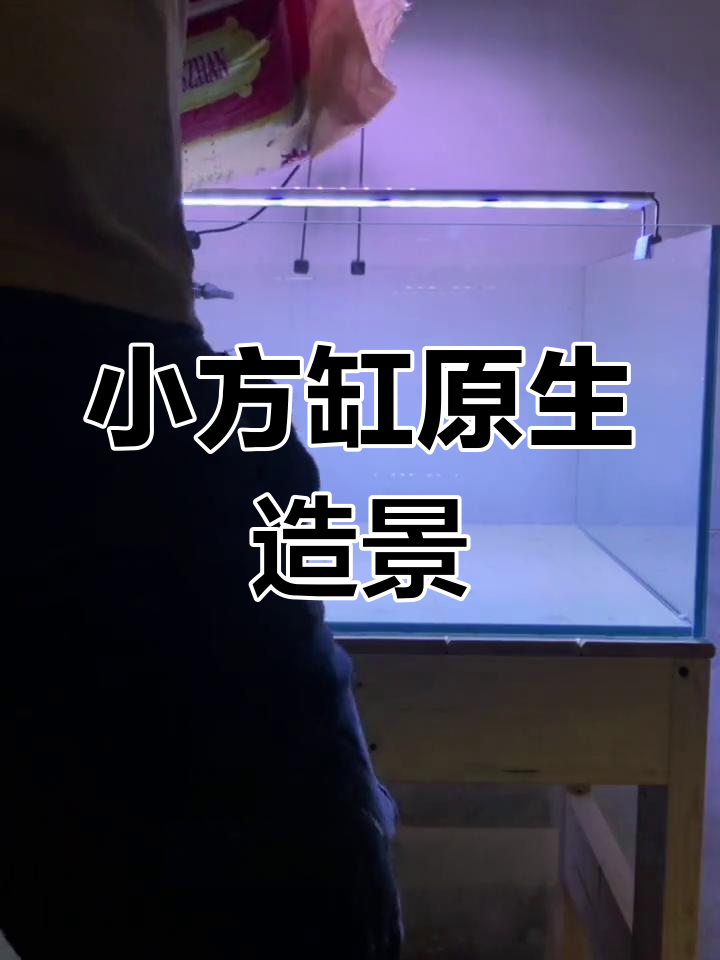 50×50×30小方缸原生造景,水杨梅打造溪流风格