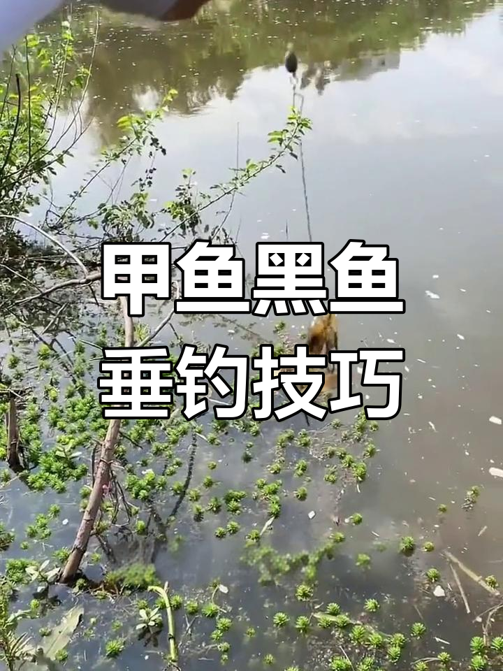 黑鱼地插钓法,挂猪肝效果显著