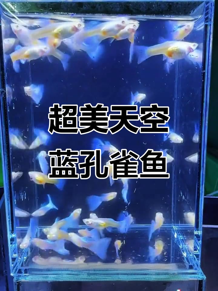 梦幻蓝孔雀鱼，夏季养最合适！超易照顾又高产