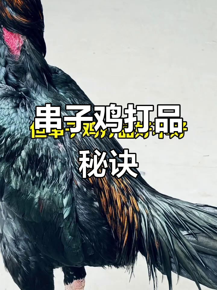 斗鸡杂交技巧与后代品质提升