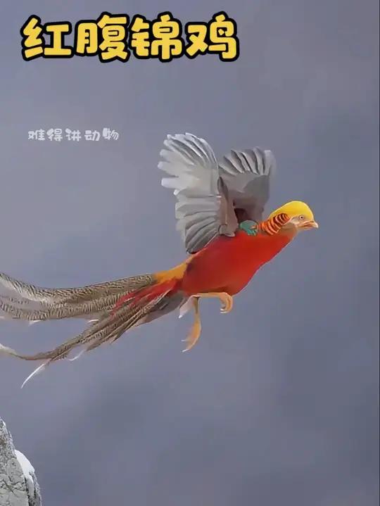 果然什么动物都不能交给爷爷奶奶养,建议保护一下大爷,毕竟红腹锦鸡有四十多只,而大爷只有一个