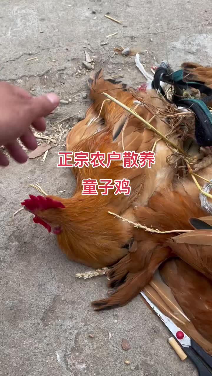 小公鸡 童子鸡