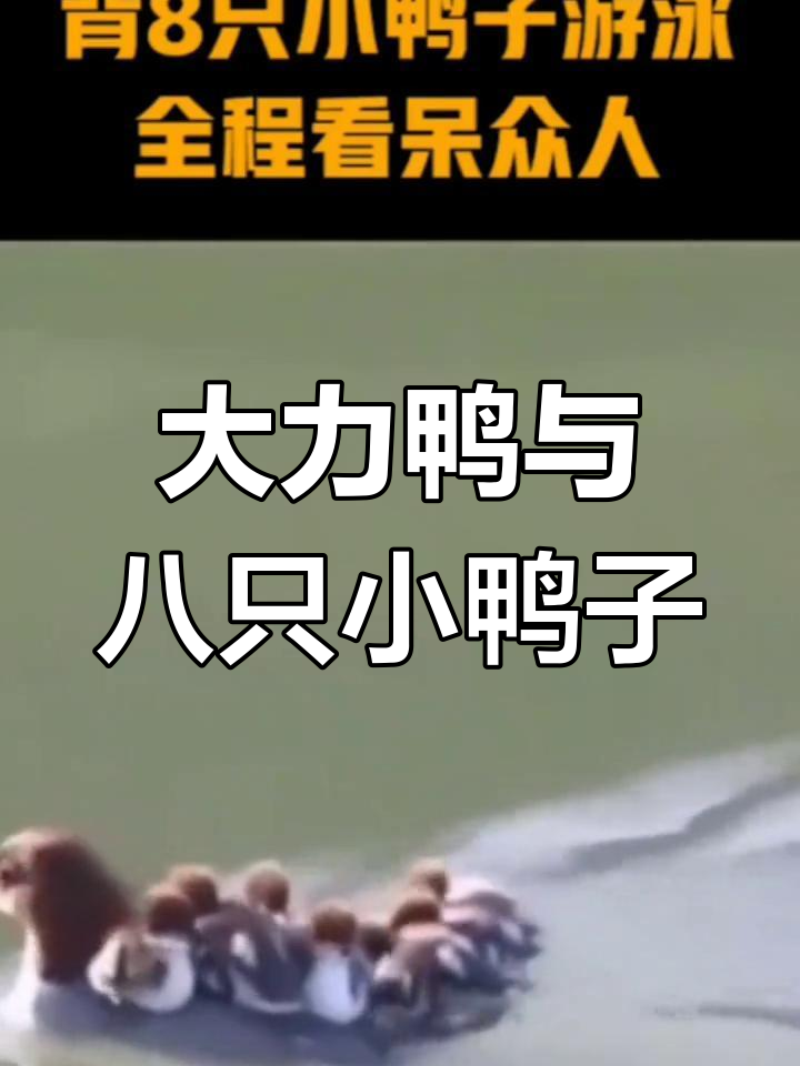 大力鸭背小鸭子过河,神奇农村景象