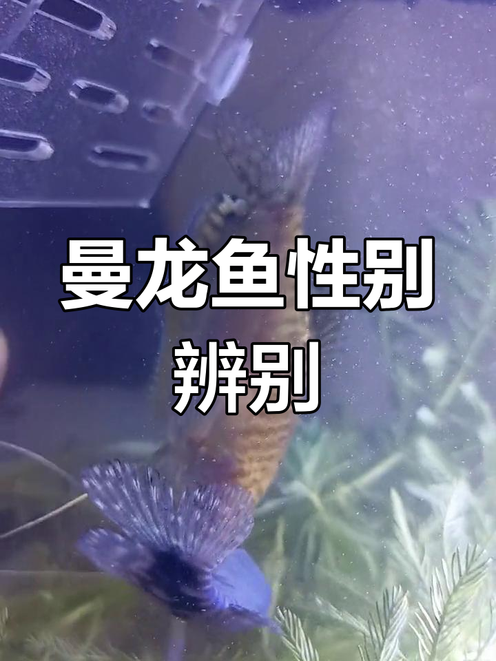 如何区分曼龙鱼的公母?