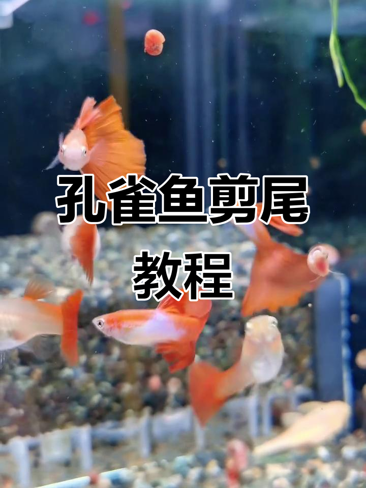 公孔雀鱼剪尾技巧大揭秘,如何避免误伤?