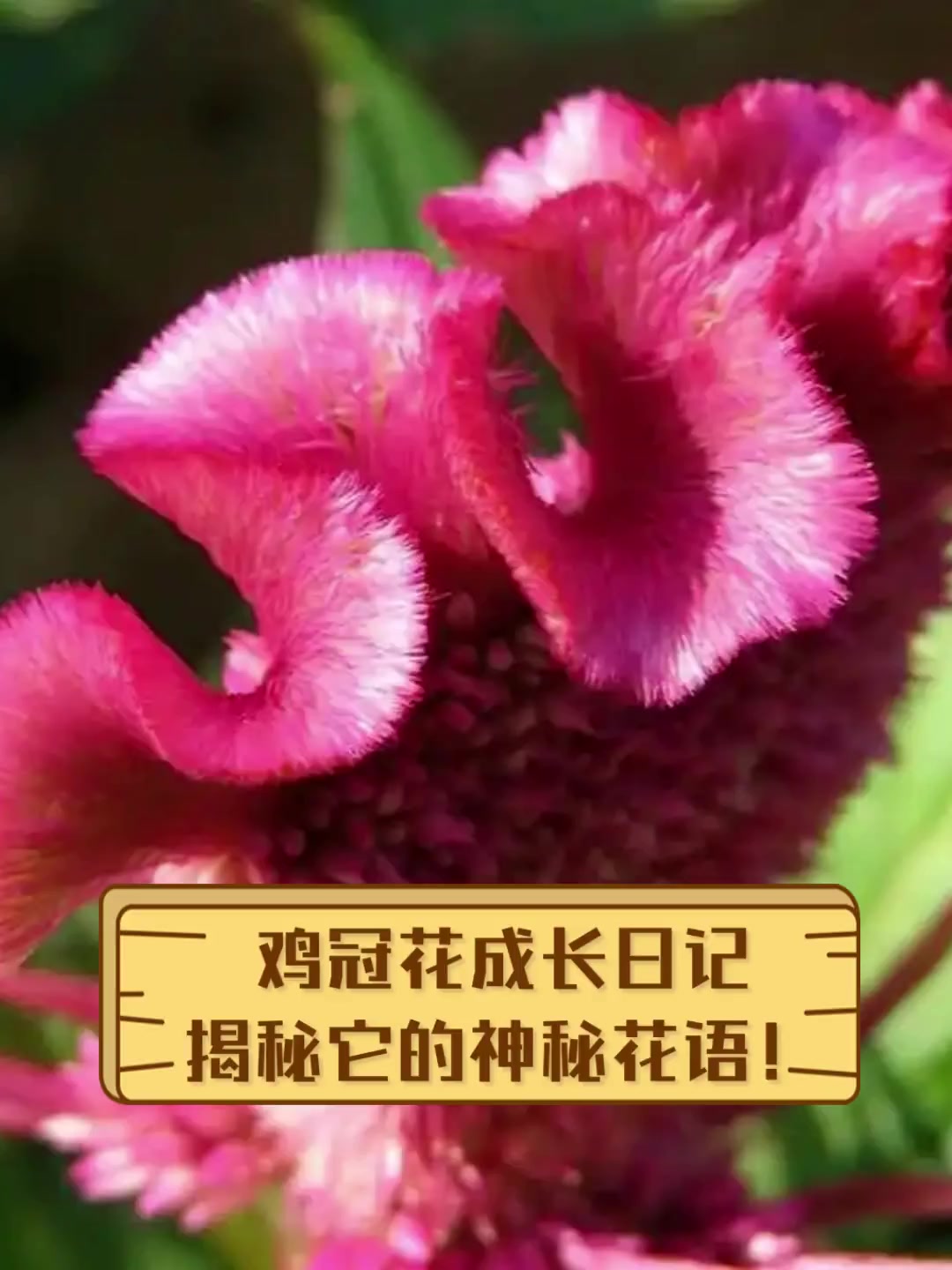 鸡冠花成长日记,揭秘它的神秘花语!