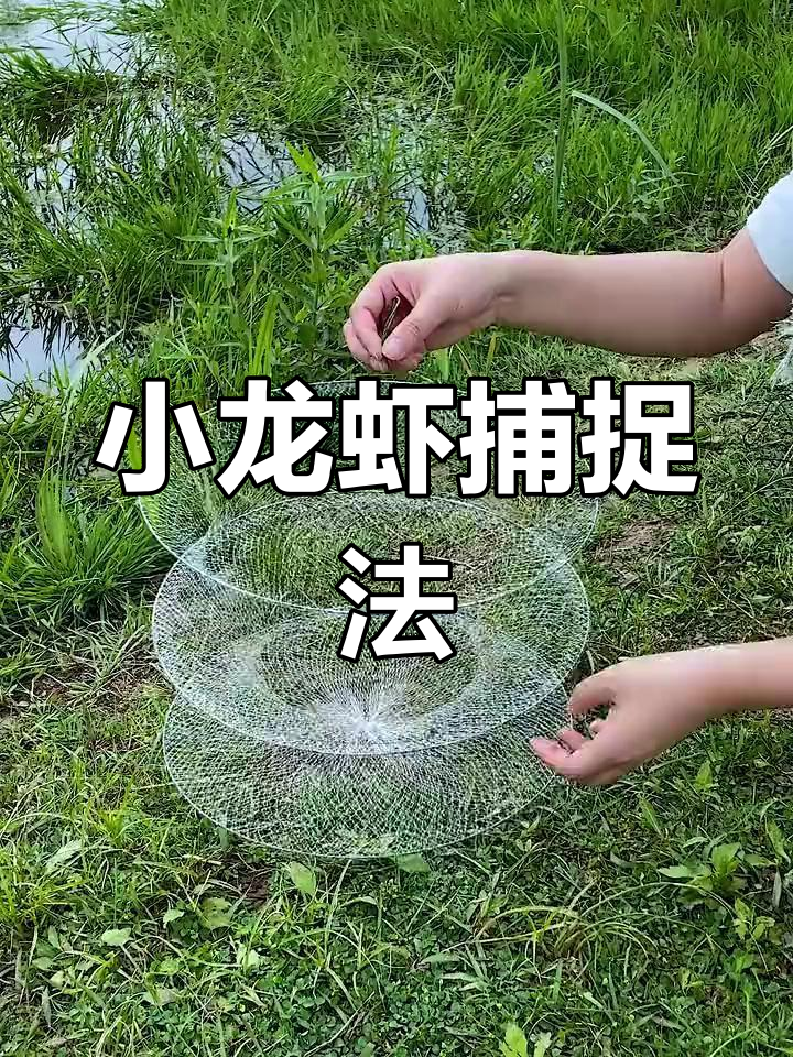 捕虾笼使用技巧,轻松抓小龙虾
