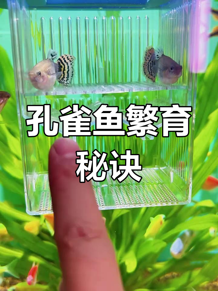 想让孔雀鱼成功繁殖?这些要点不可忽视!