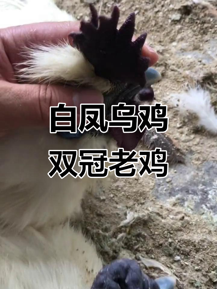 一年以上的白凤乌鸡,双冠特征明显,顺丰现宰发货