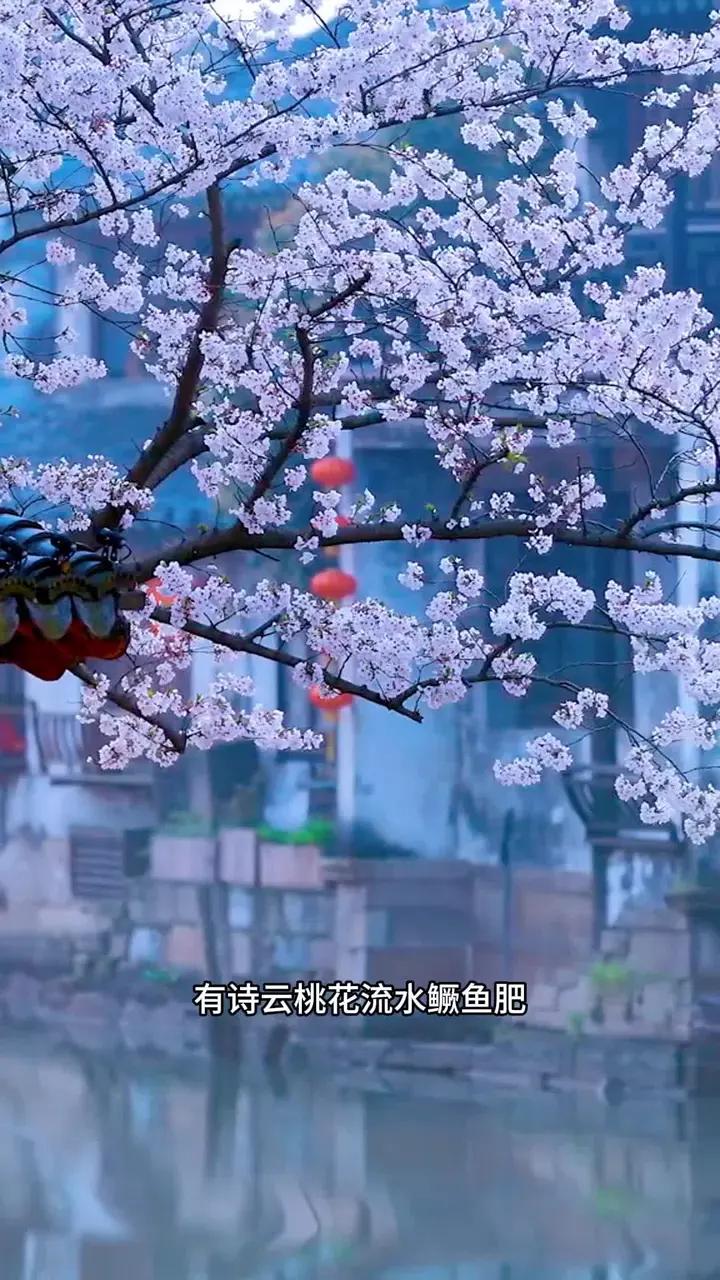 有诗云:桃花流水鳜鱼肥,春天到了,吃臭鳜鱼的季节也到了