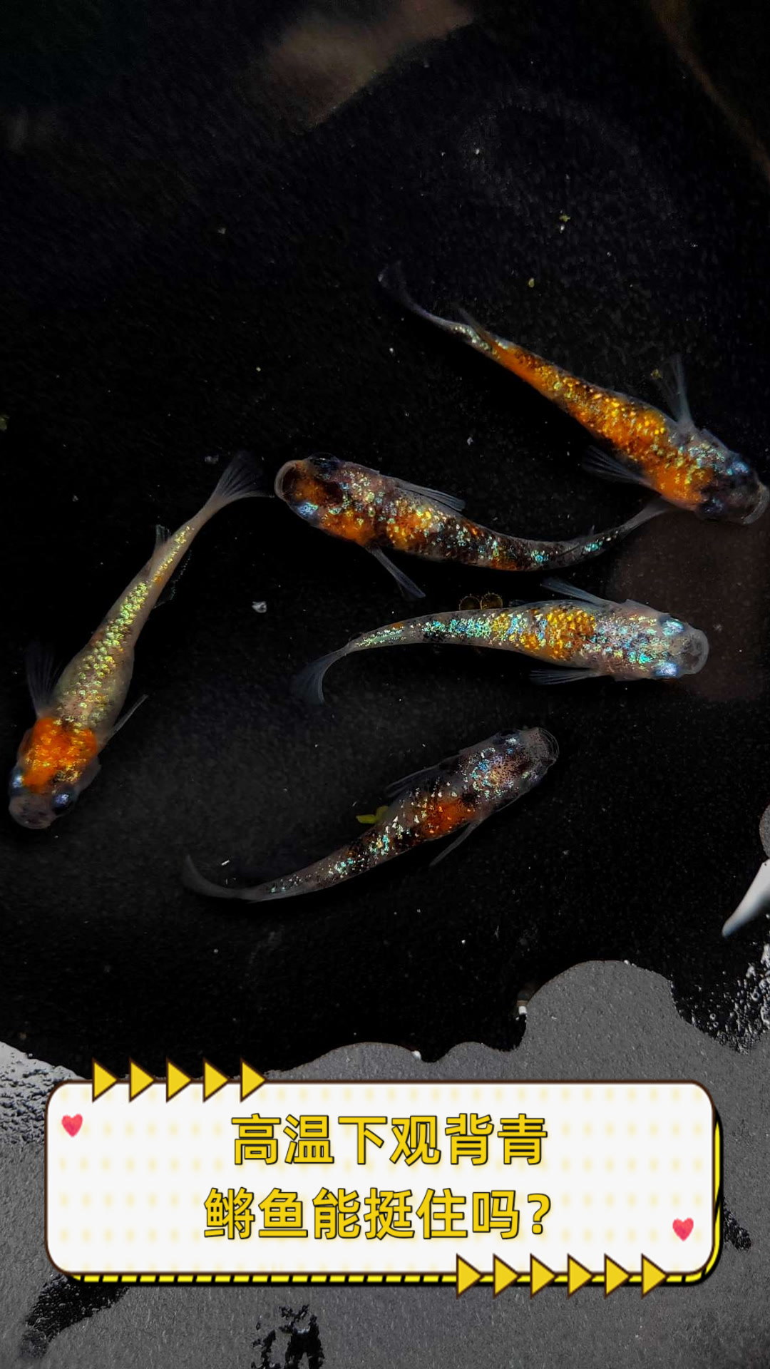 高温下观背青鳉鱼能挺住吗?