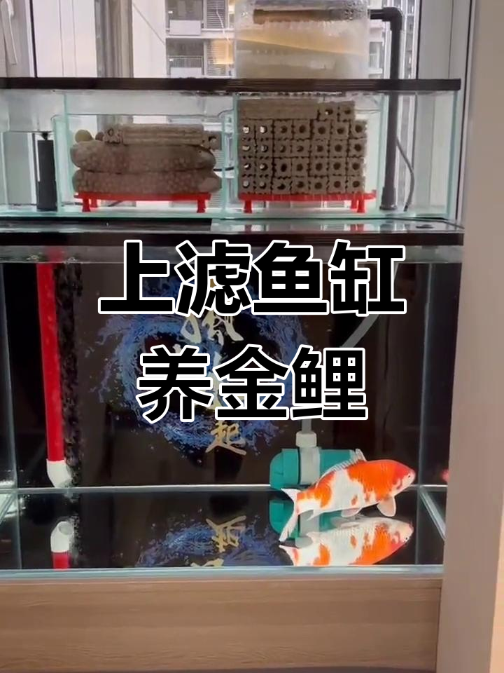 超白鱼缸上滤结构解析,兰寿金鱼与热带观赏鱼的完美搭配