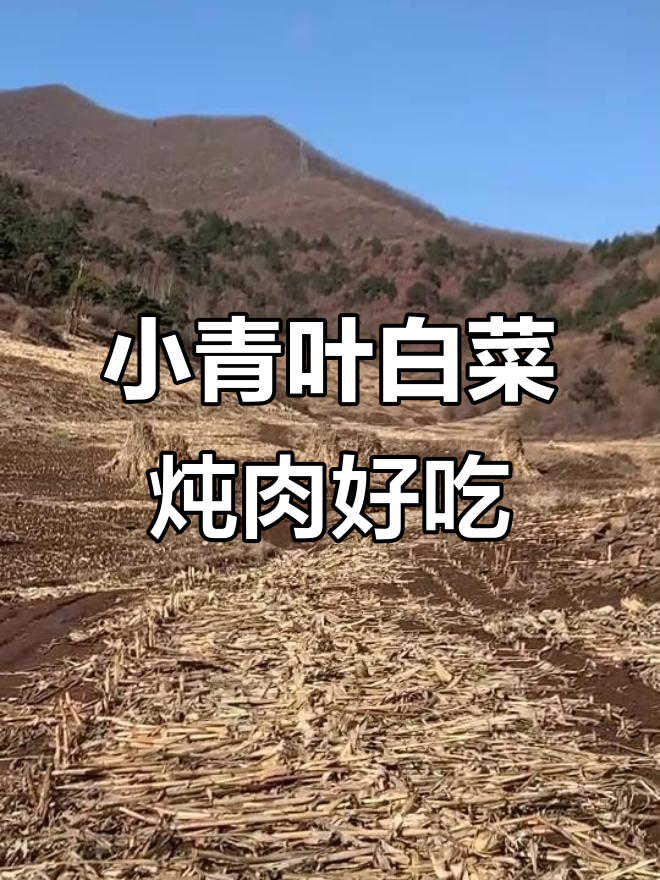 捡小青叶白菜做炖肉,竟然比买的好吃!