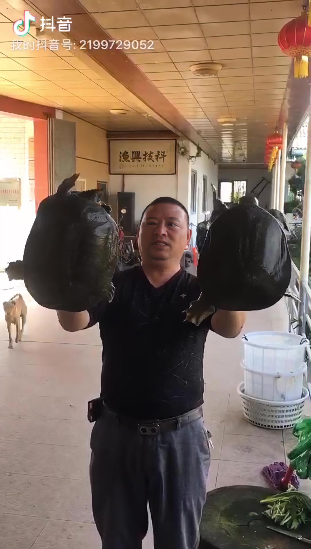 祝大家年年有鱼 脆肉罗非鱼 甲鱼 脆肉皖 东凤鱼香园