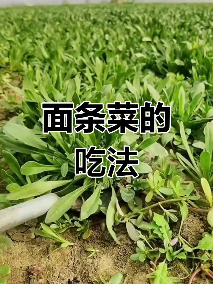 春天里的美味面条菜,蒸炒凉拌都好吃