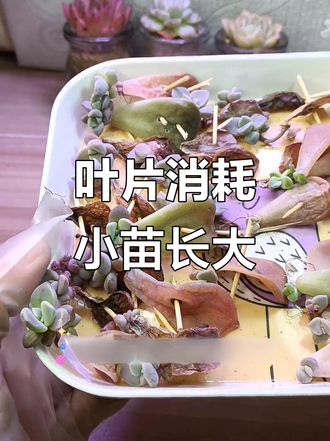 多肉叶插小苗成长记：十天变化大揭秘