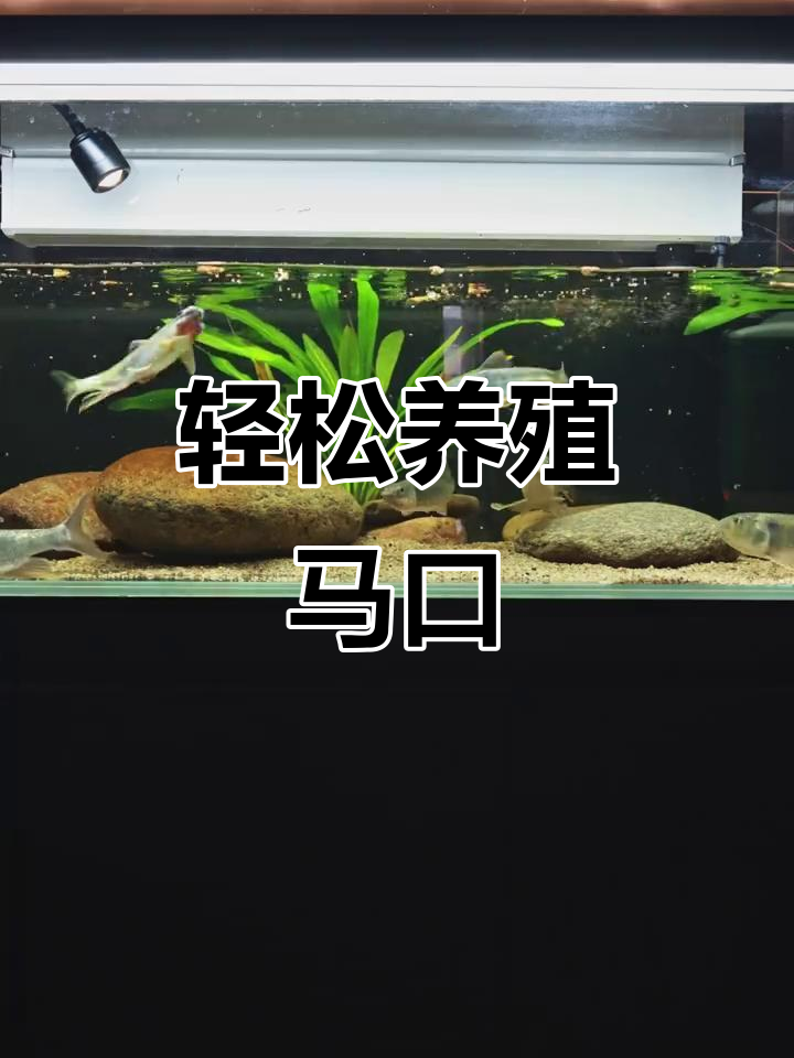 马口鱼超好养,简单环境就能让它快速成长!