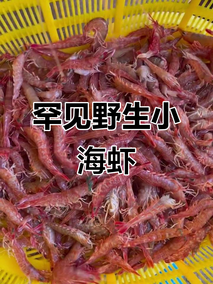 稀有野生樱花虾,难得一见的小海虾