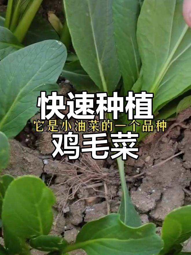 20天就能吃的鸡毛菜,甜脆美味