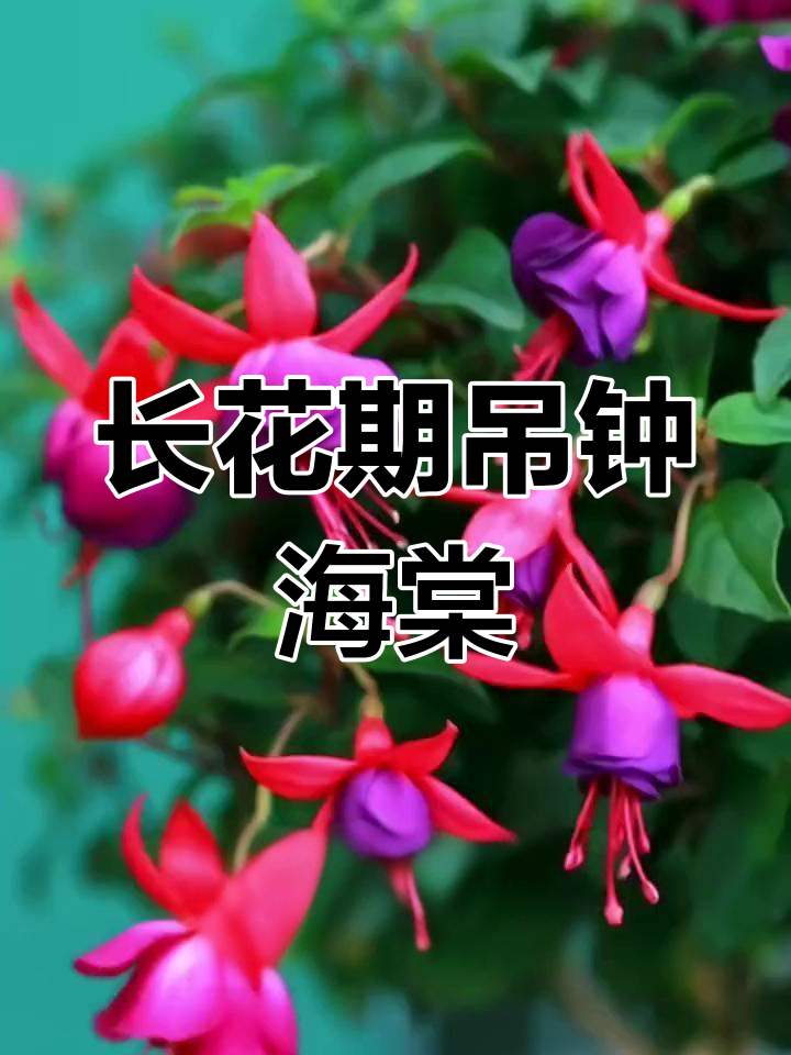 倒挂金钟:半阴耐寒的美丽花卉