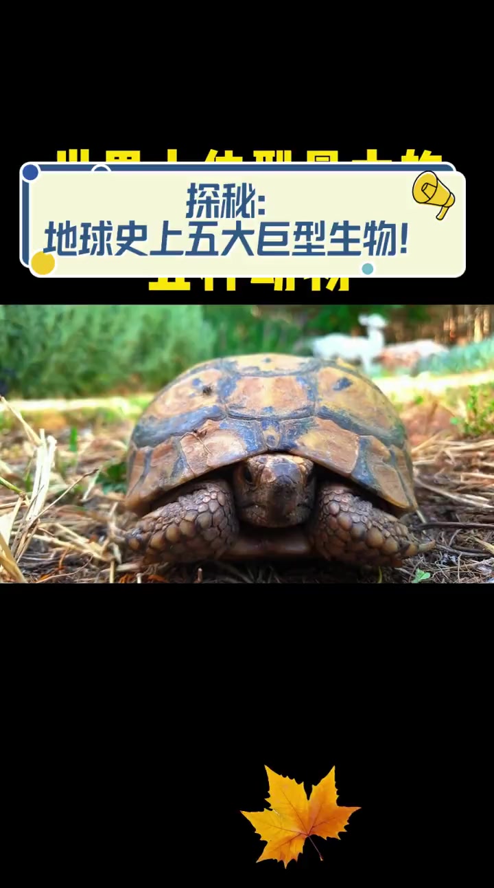 探秘:地球史上五大巨型生物!
