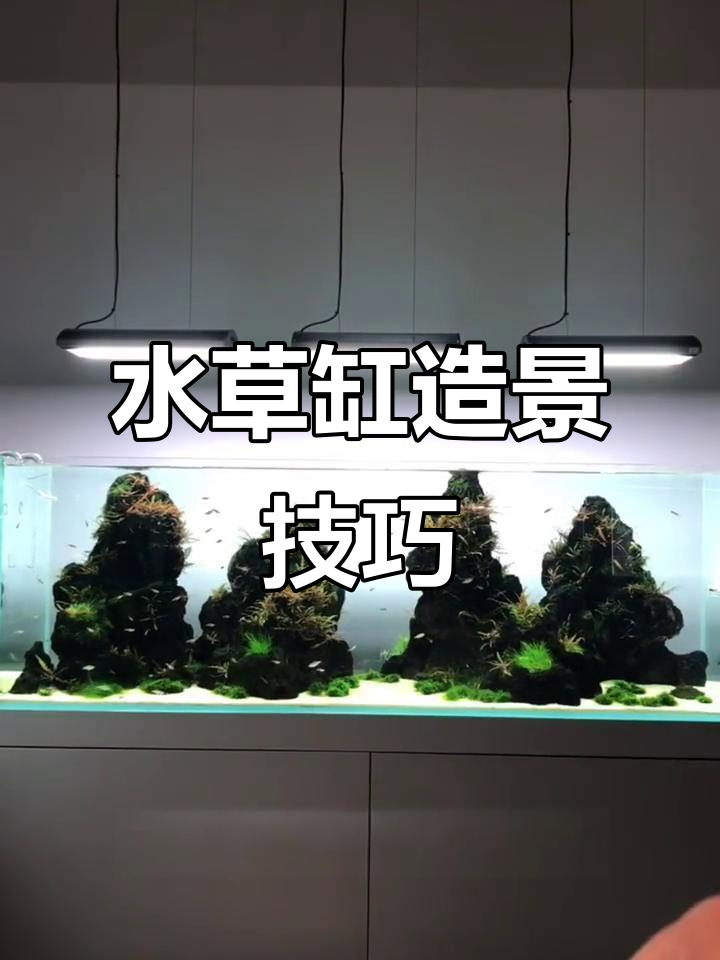 云山石与水草造景:打造自然鱼缸生态