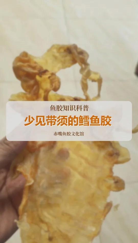 带须的鳕鱼胶